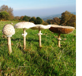 Butterflies of Watchet