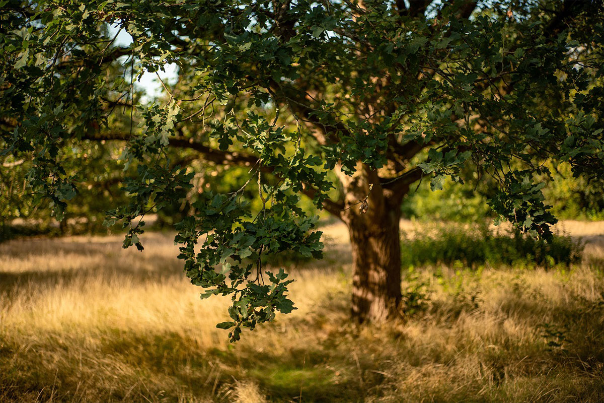 Community tree planting and climate projects