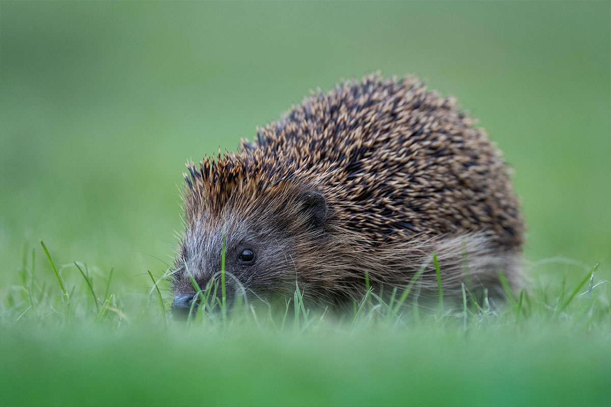 Hedgehog in natural habitat