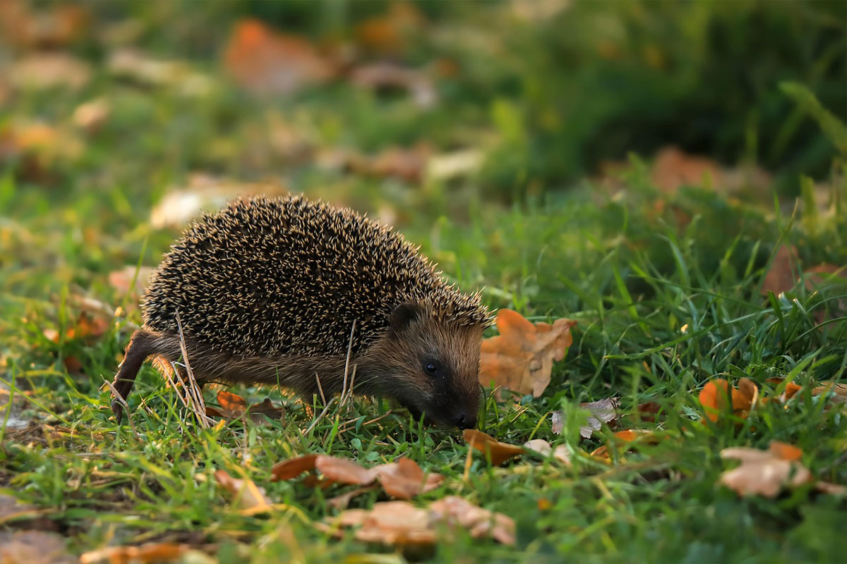 Hedgehog highway gap in fence