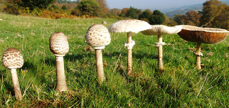 Watchet Conservation Society