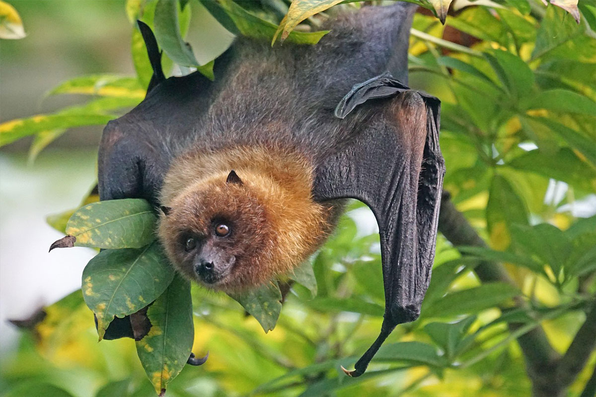 Wildlife surveys and monitoring