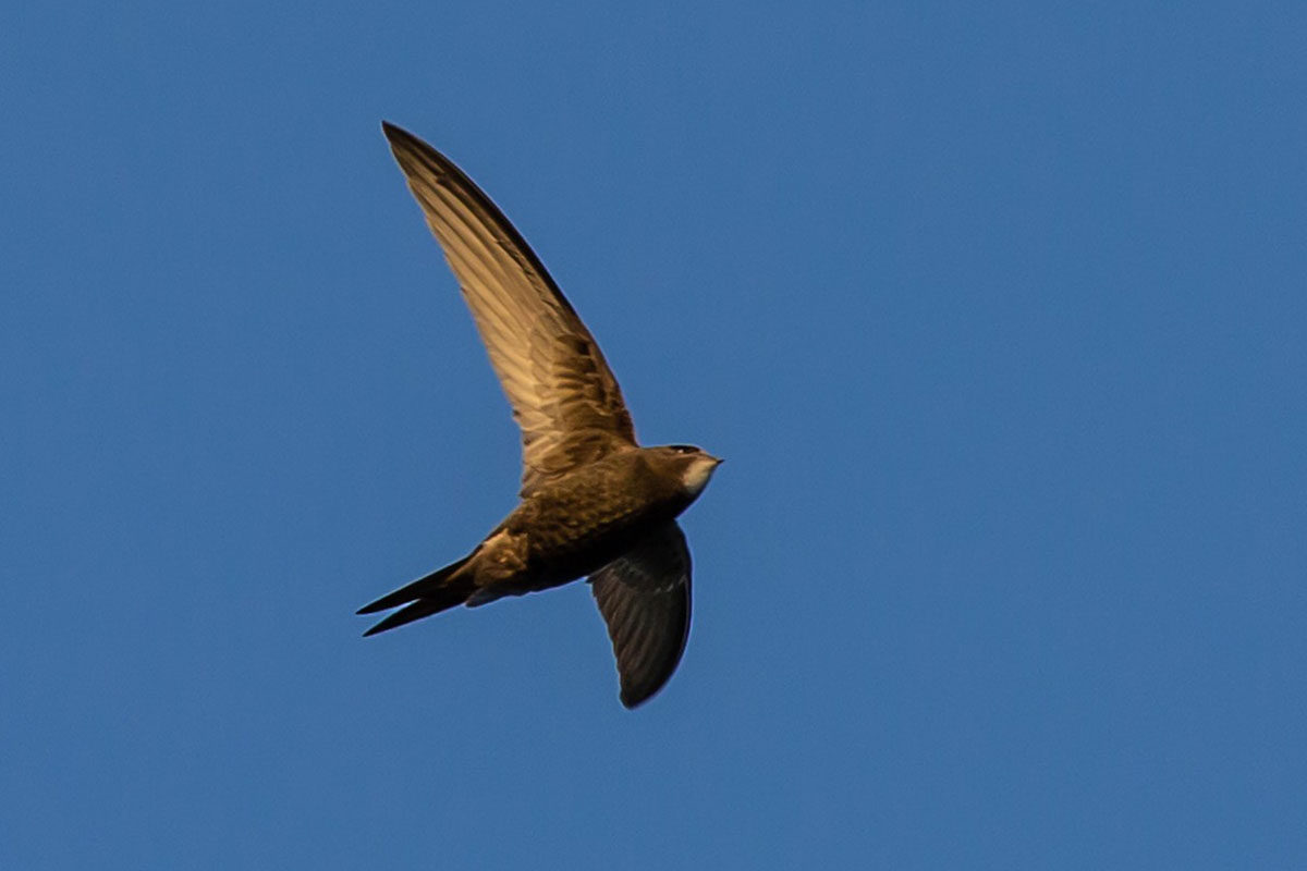 Wildlife recording and monitoring